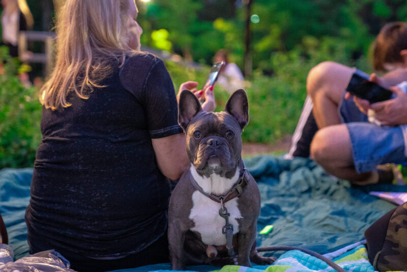 french bulldog sitting outside with owner